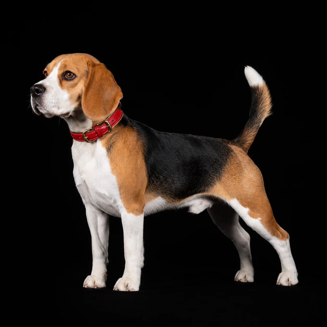 Beagle